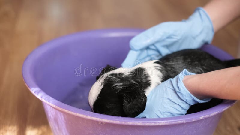 Female vet bathes a small dog, black and white coloring. Washing dogs with flea and tick shampoo. Female vet bathes a small dog, black and white coloring. Washing dogs with flea and tick shampoo