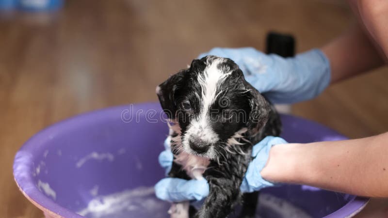 Female vet bathes a small dog, black and white coloring. Washing dogs with flea and tick shampoo. Female vet bathes a small dog, black and white coloring. Washing dogs with flea and tick shampoo