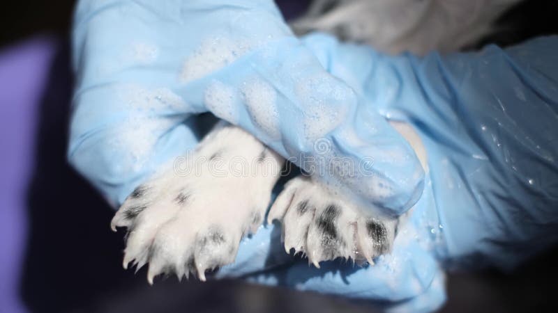 Female vet bathes a small dog, black and white coloring. Washing dogs with flea and tick shampoo. Female vet bathes a small dog, black and white coloring. Washing dogs with flea and tick shampoo