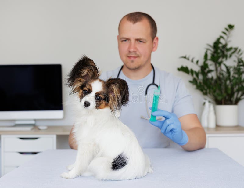 Tierärztin mit Spritze und kleiner Hund im medizinischen Büro