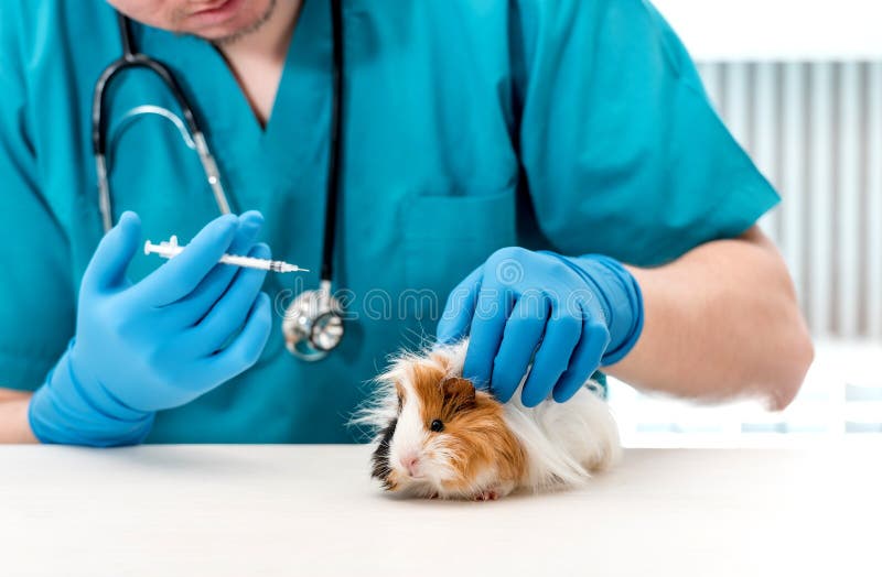 Tierärztlicher Doktor, der eine Spritze für die Behandlung des Meerschweinchens hält lizenzfreie stockbilder Tierärztlicher Doktor, der eine Spritze für die Behandlung des Meerschweinchens hält lizenzfreie stockbilder