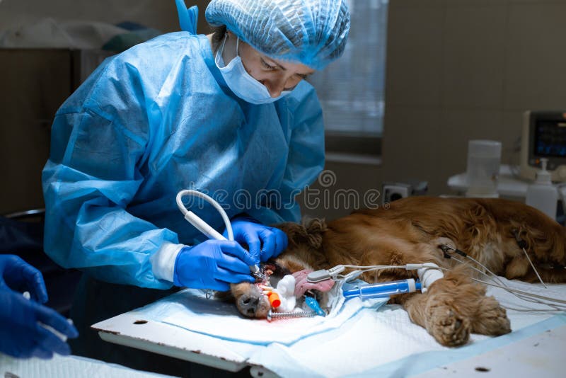 Tier?rztlicher Zahnarzt der Frau, der Verfahren von den Berufsz?hnen s?ubern Hund in einer Veterin?rklinik tut Bet?ubter Hund mit lizenzfreie stockfotografie Tier?rztlicher Zahnarzt der Frau, der Verfahren von den Berufsz?hnen s?ubern Hund in einer Veterin?rklinik tut Bet?ubter Hund mit lizenzfreie stockfotografie