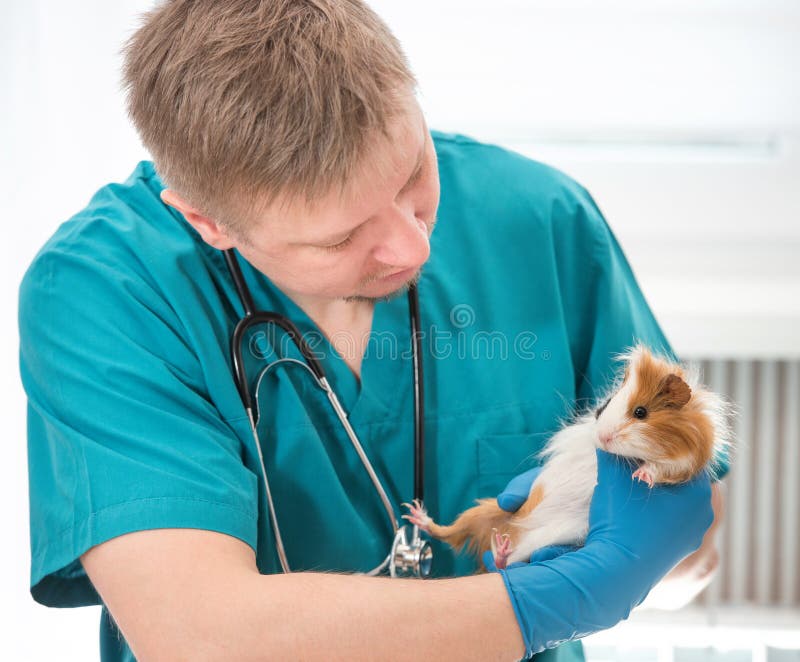 Tierärztliches Untersuchungsmeerschweinchen im Veterinärbüro stockbild Tierärztliches Untersuchungsmeerschweinchen im Veterinärbüro stockbild