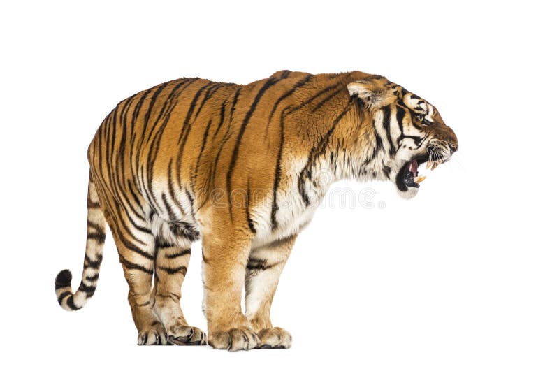 Tigare stående och växande, stor katt isolerad