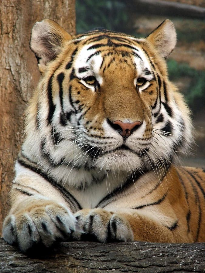 White tiger stock photo. Image of snow, white, predator - 236766