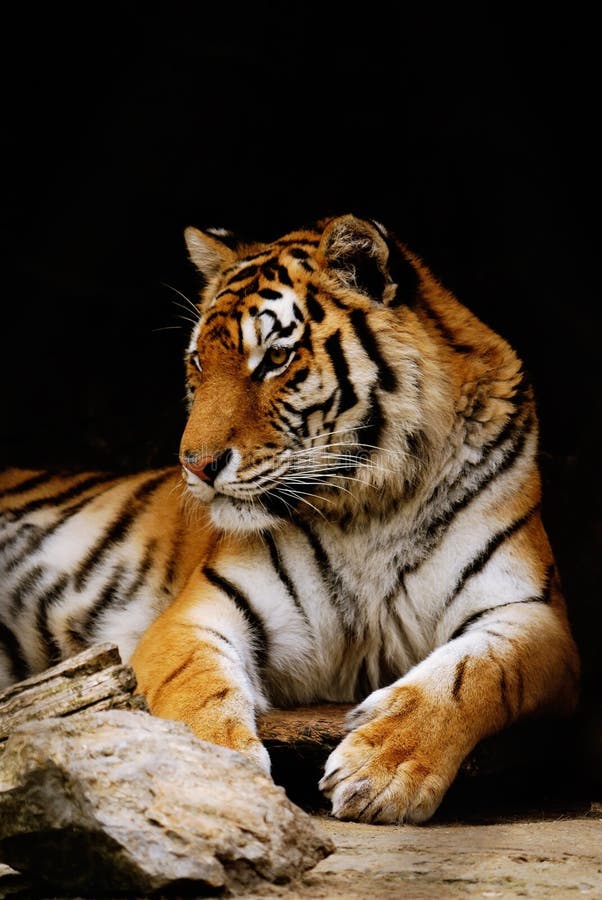 Tiger royalty free stock images