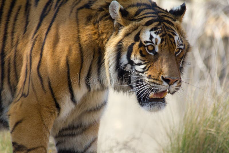 Tiger royalty free stock photos