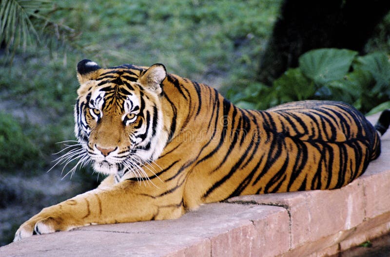 Tiger share price