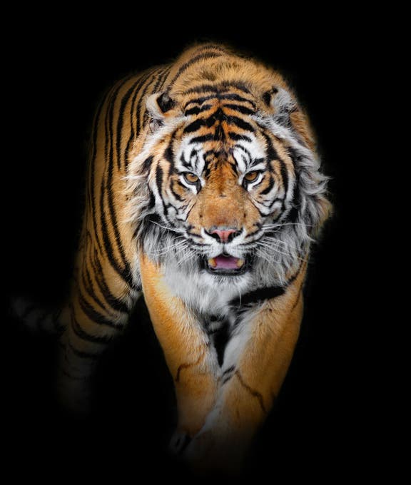 194,846 Tiger Stock Photos - Free & Royalty-Free Stock Photos from ...