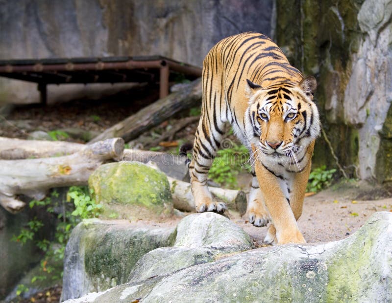 Tiger stock image. Image of predator, nature, attack - 22533415