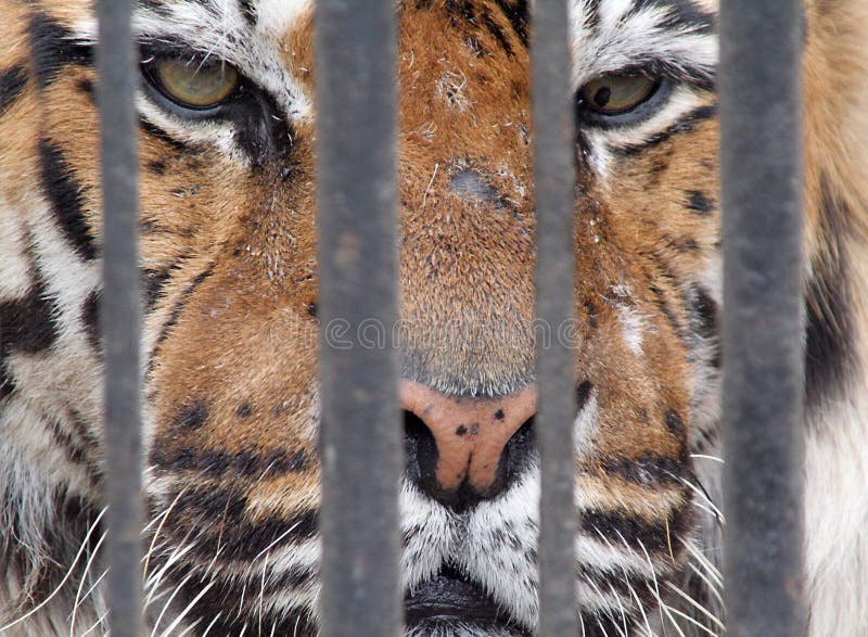 Tiger royalty free stock image