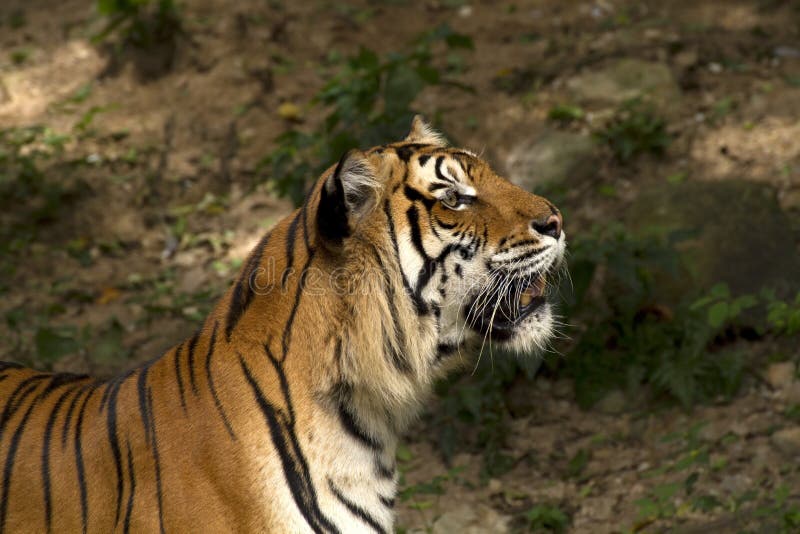 Close up of a tiger's face with bare teeth of Bengal Tiger