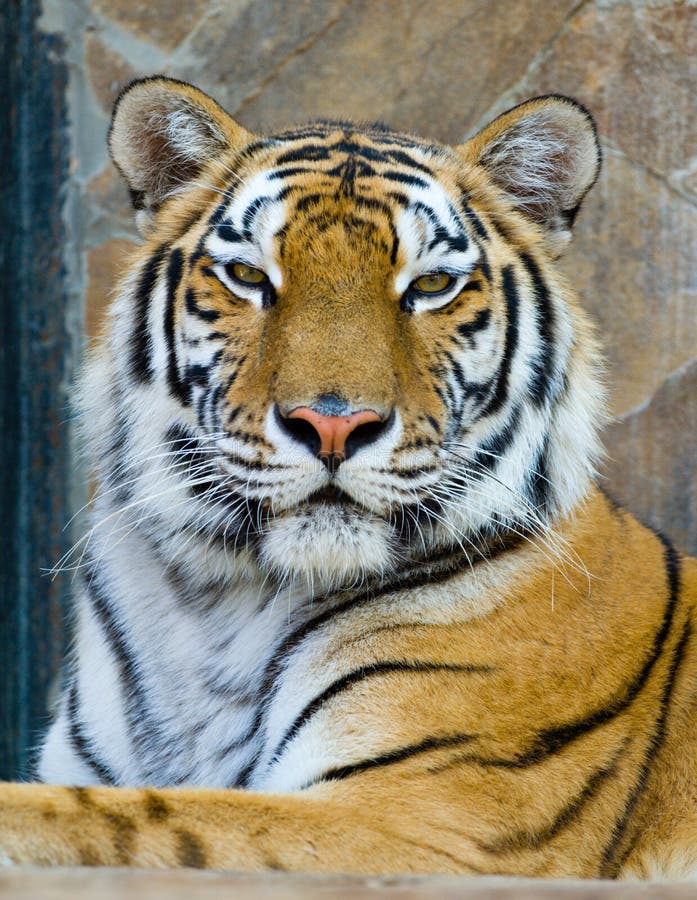 Tiger royalty free stock photo
