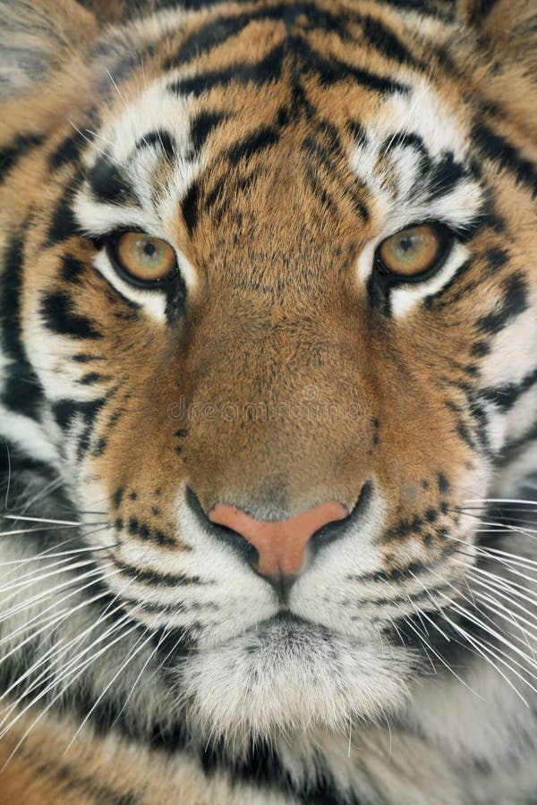 A close-up photo of a Tiger