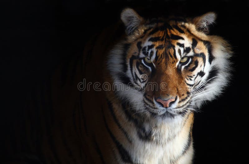 178,364 Tiger Stock Photos - Free & Royalty-Free Stock Photos from  Dreamstime