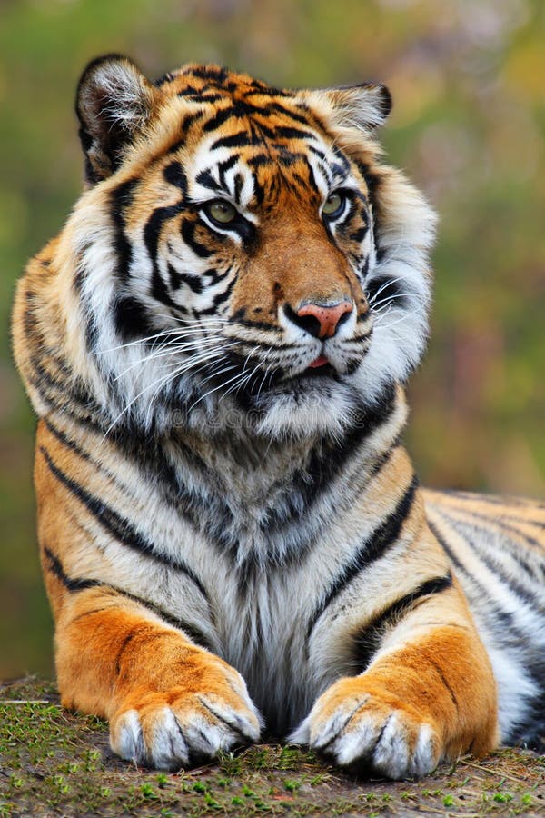 Tiger royalty free stock images