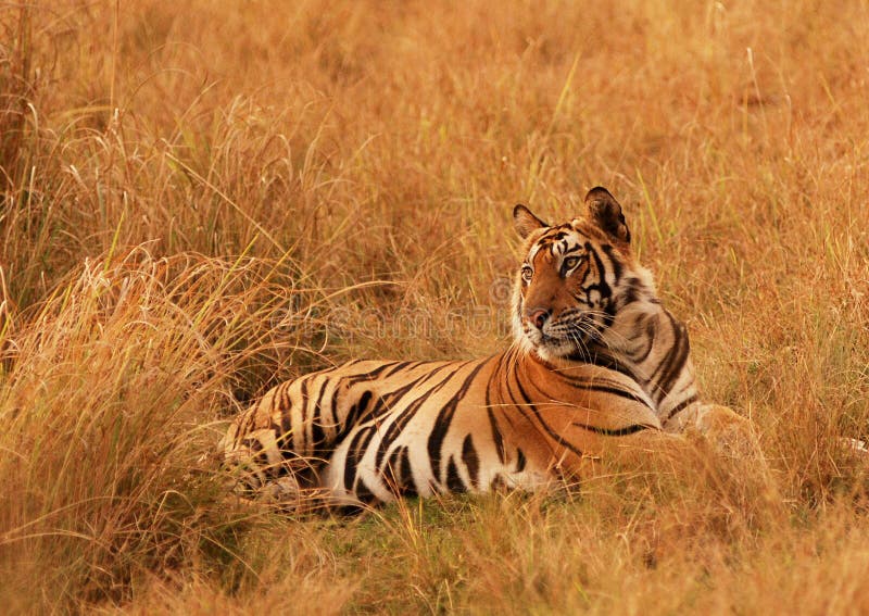 Tiger royalty free stock images