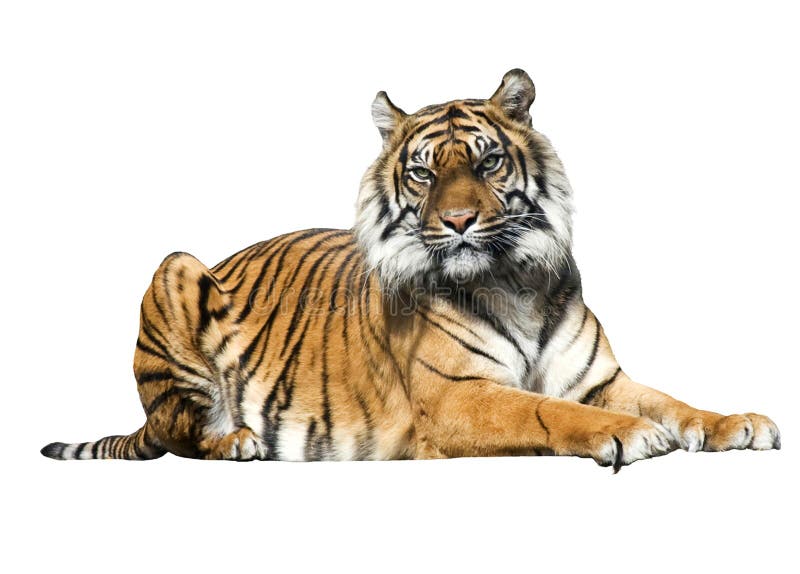 tiger-wallpaper​ | Gallery Yopriceville - High-Quality Free Images and  Transparent PNG Clipart