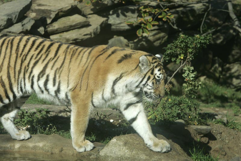 Una tigre Siberiana a piedi lungo la riva di una piscina.