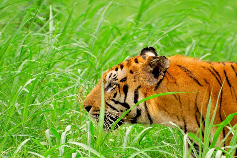 Tiger royalty free stock photo