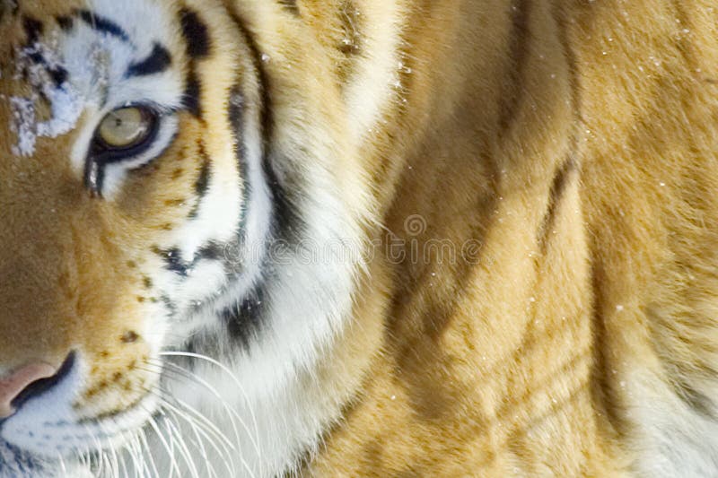 Tiger stock photography