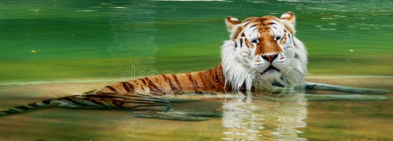  Tiger royaltyfria bilder
