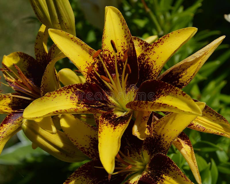 Tiger Asiatic Lily in Bloom Stock Photo - Image of stamen, tiger: 86270890