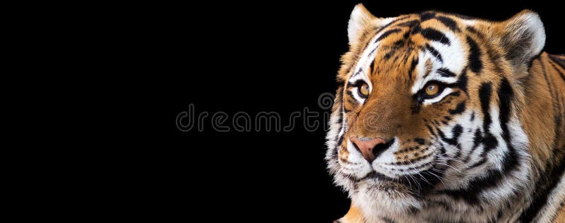 Tiger Banner stock photo. Image of attentive, nature - 49357726