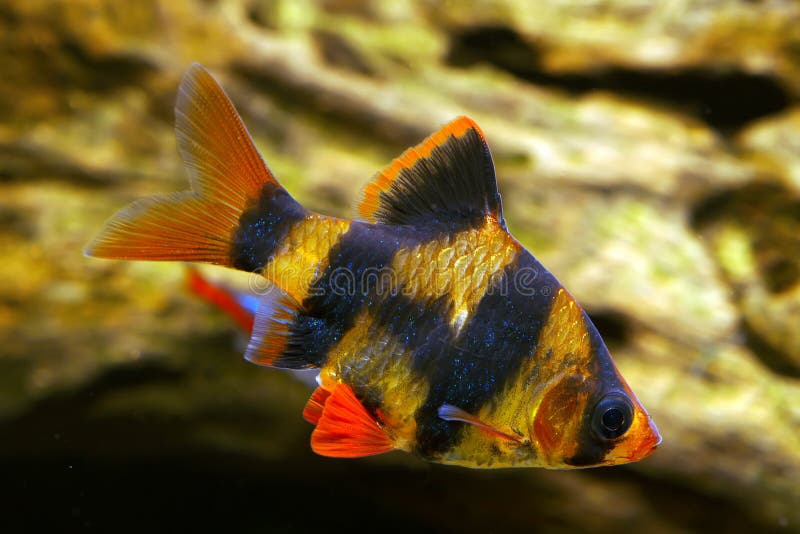Tiger barb stock photo. Image of fins, barb, freshwater 23468558