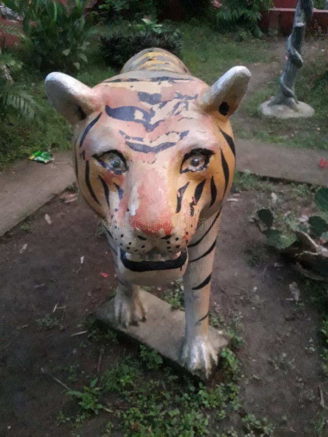 Tiger stock image. Image of bangladesh, natural, tiger - 121977235