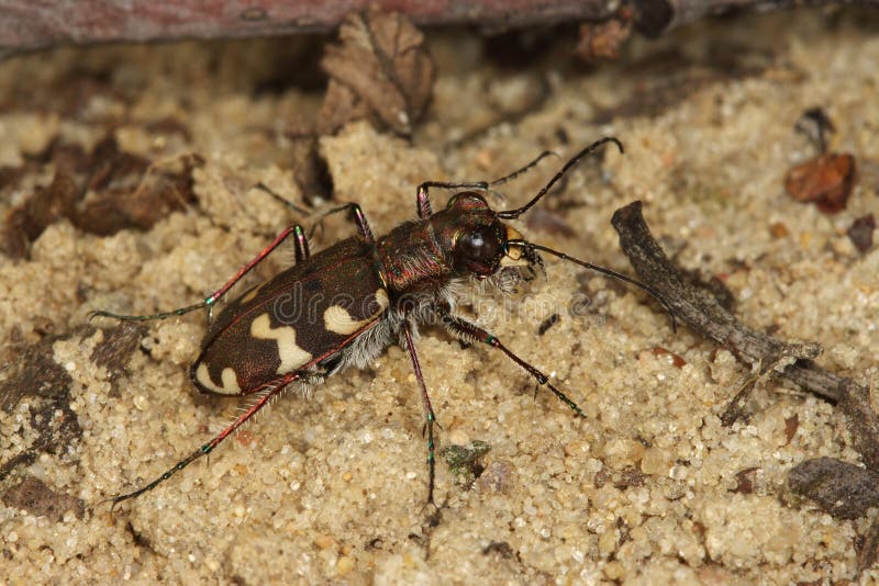 The Tiger Beetle Manticora Scabra. Stock Image Image of carabidae, tiger 162990649