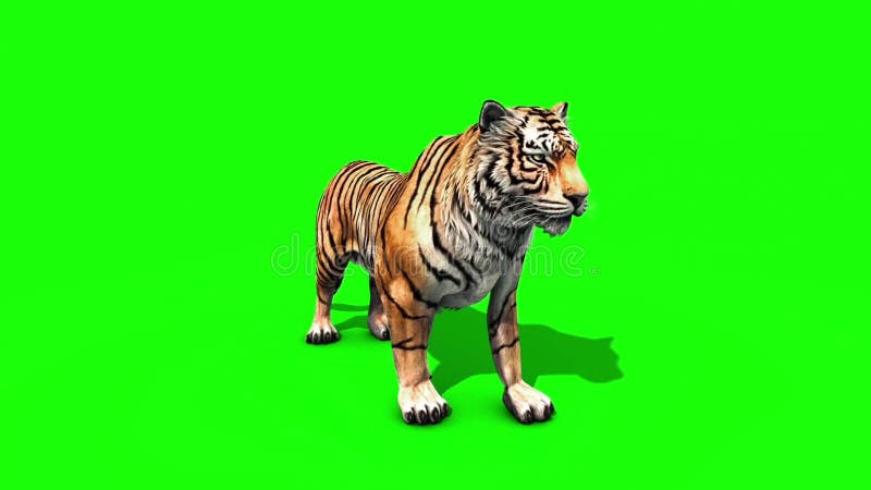 Bengal Tiger Standing Growl 3d Renderin Stock Illustration