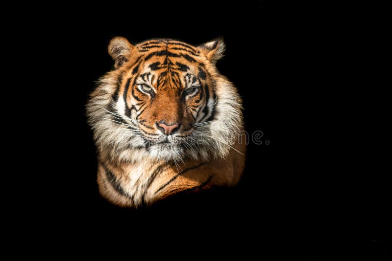 Tiger with a Black Background Stock Image - Image of face, hunter: 176514327