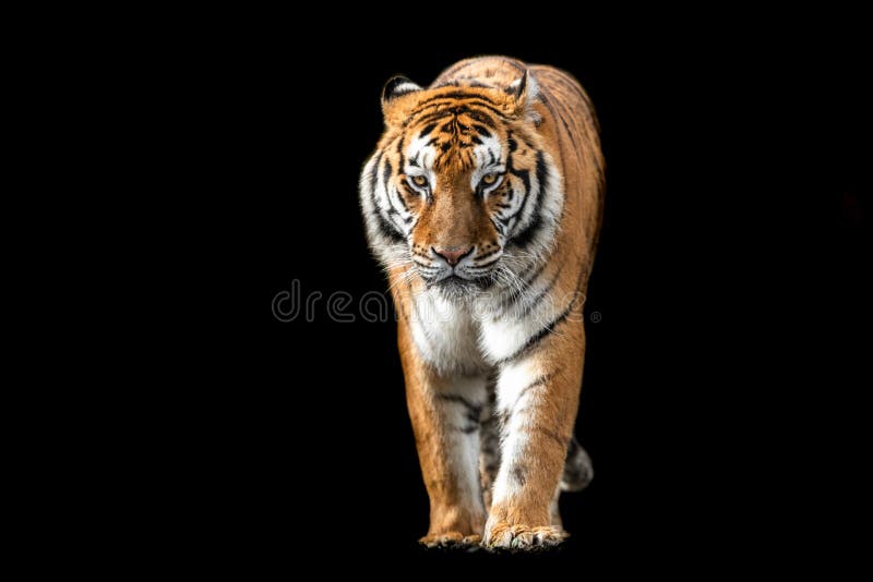 Tiger with a Black Background Stock Photo - Image of beautiful, bengal:  176514966