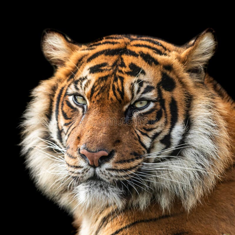 25 744 Tiger Face Photos Free Royalty Free Stock Photos From Dreamstime