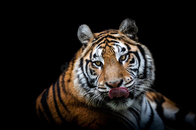 Tiger with a Black Background Stock Image - Image of mammal, animal:  166352521