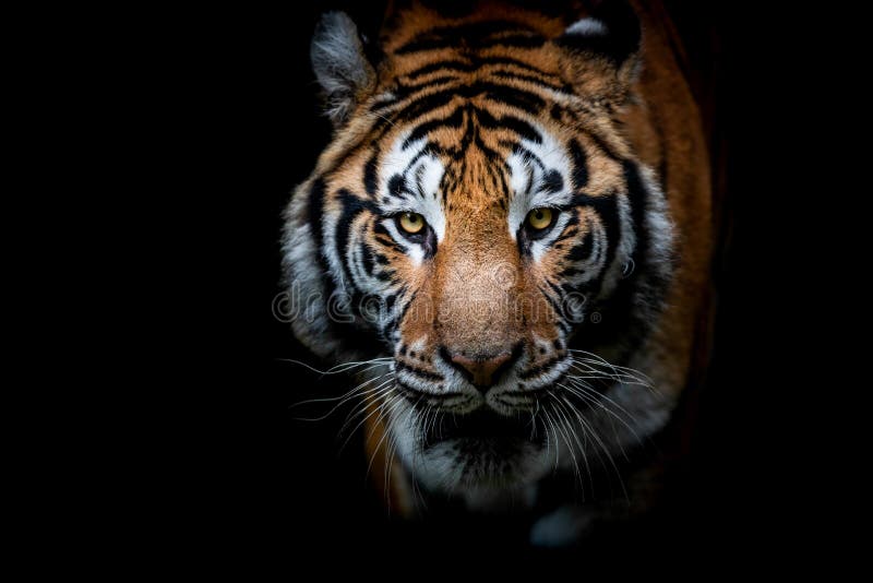 Tiger with a Black Background Stock Image - Image of nature, feline:  166352541