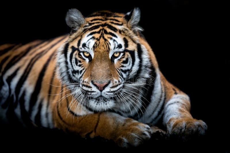 Tiger with a Black Background Stock Photo - Image of carnivore, angry:  166352496
