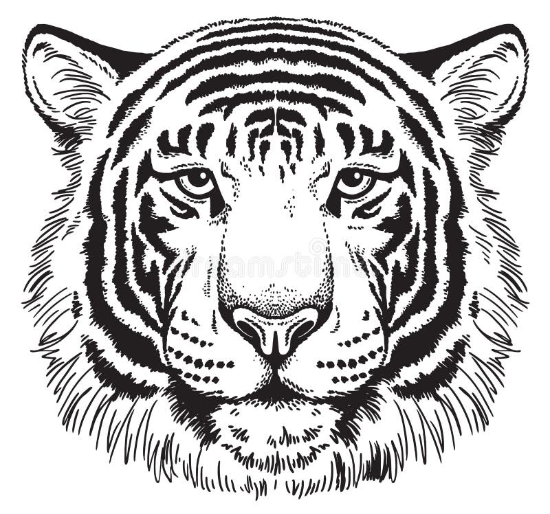 Sketch Tiger Stock Illustrations 5 438 Sketch Tiger Stock