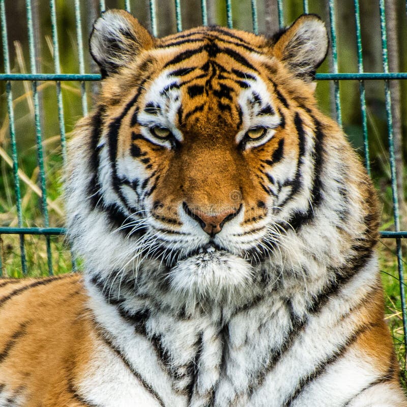 Tiger stock photo. Image of blackpool, stripe, stare 140401706