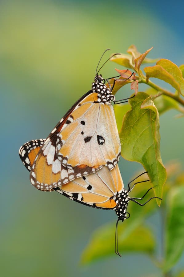 Tiger Butterflies stock image. Image of color, black - 17357697