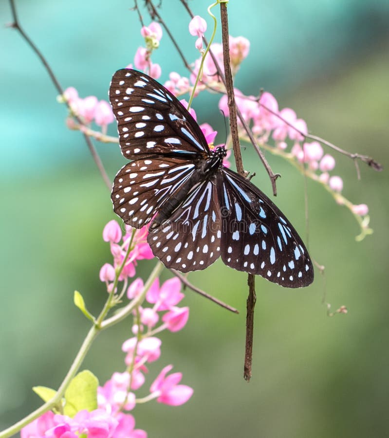 Tiger Butterfly vitreux bleu dans un jardin images stock Tiger Butterfly vitreux bleu dans un jardin images stock
