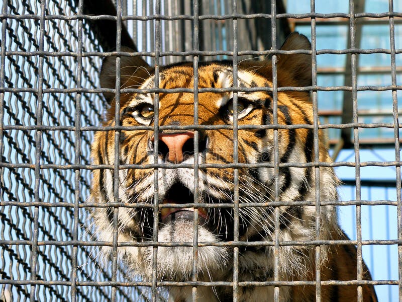 2,070 Tiger Cage Photos - Free & Royalty-Free Stock Photos from Dreamstime