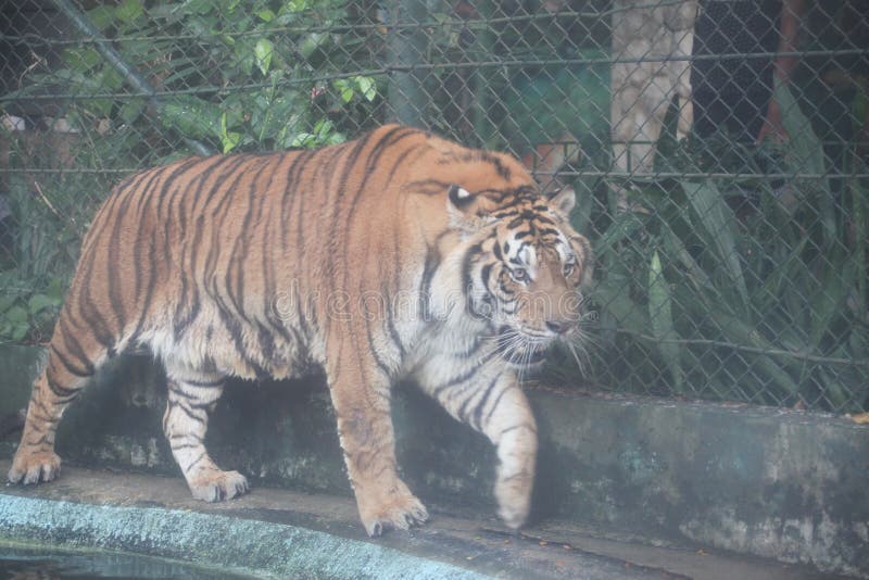 Tiger in cage stock image. Image of caged, background 108109651