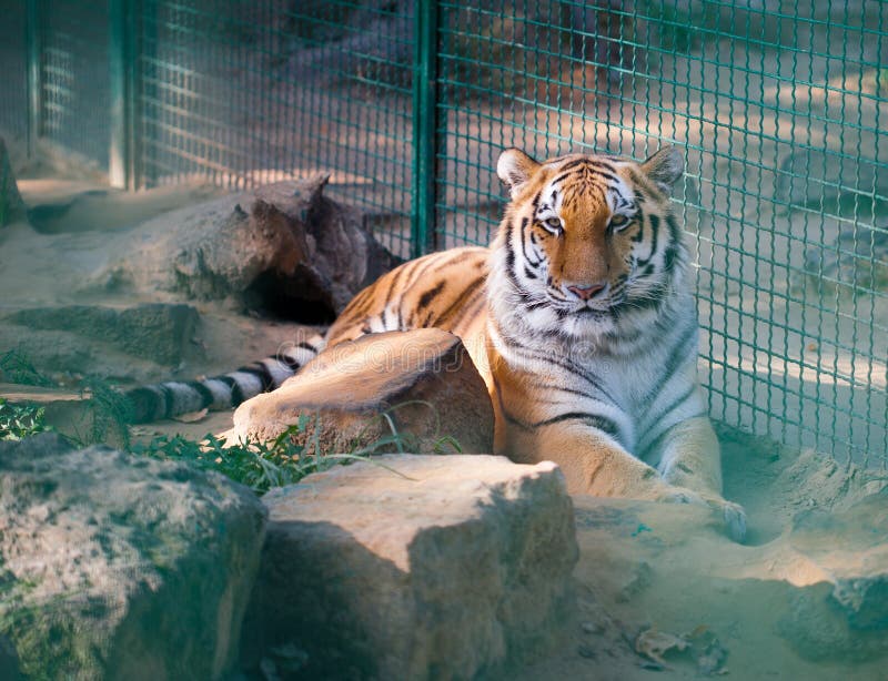 Tiger in a cage at the zoo stock image. Image of cage 26931615