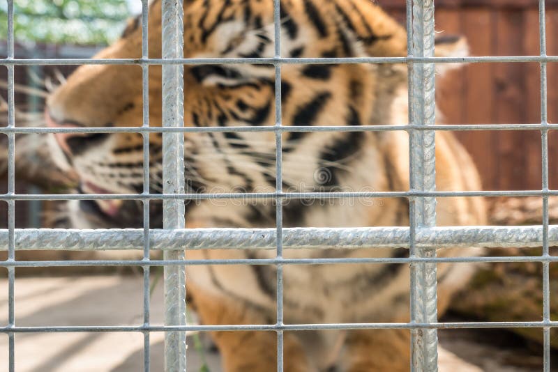 Tiger in a cage in a ZOO stock image. Image of face 238096773