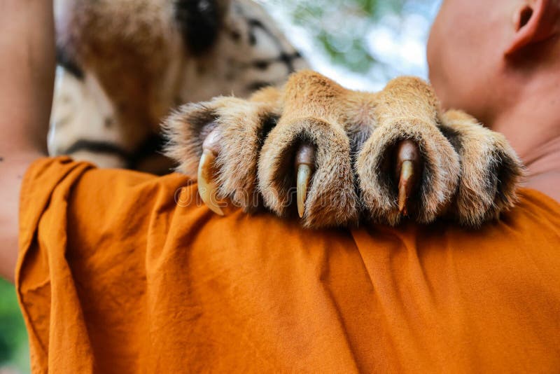 2,323 Tiger Claw - Free & Royalty-Free Stock Photos from Dreamstime