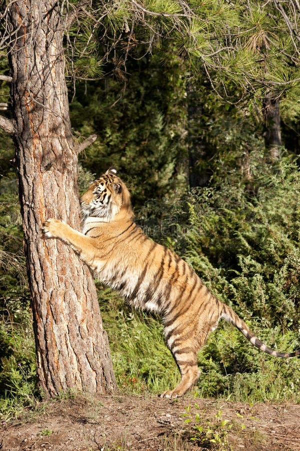 Tiger Climbing Tree arkivfoto. Bild av köttätare, anhydrous 38107520