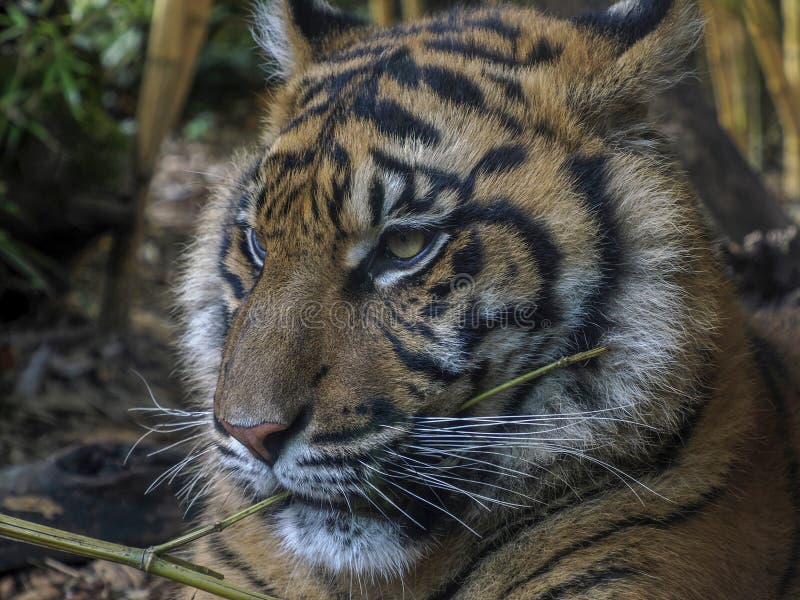 A tiger close up detail stock