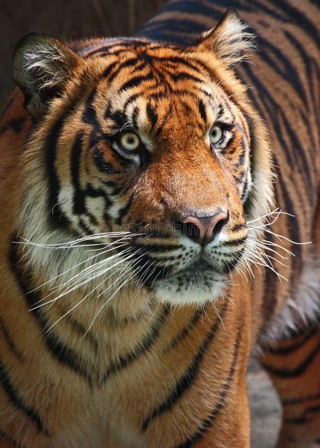 Tiger stock photo. Image of intense, fury, face, large - 33828502